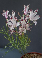 Alstroemeria versicolor 'F&w8721'